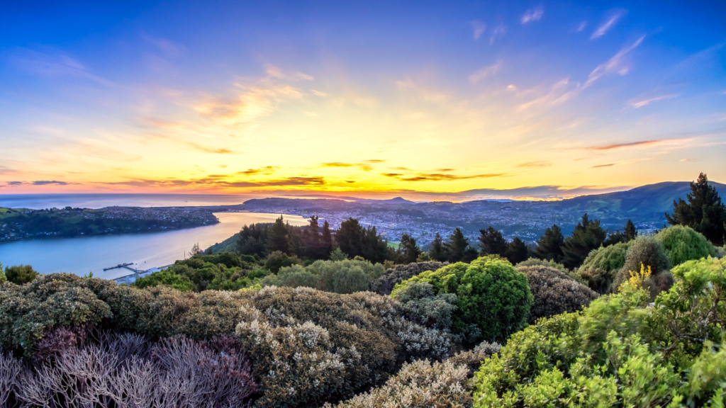 dunedin