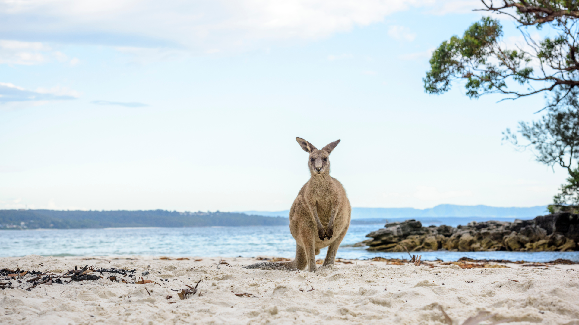 jervis-bay.png